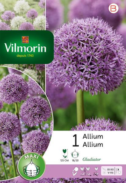Bulbes à fleurs à planter à l'automne - Allium Gladiator - face recto